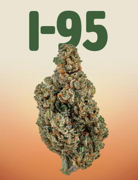Glass Meadows / Flower / Small Buds / i95 - Hybrid / 28G