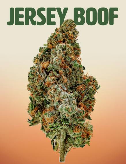 Glass Meadows / Flower / Small Buds / Jersey Boof - Hybrid / 3.5G
