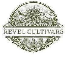 Purple Star Fruit (I) By Revel