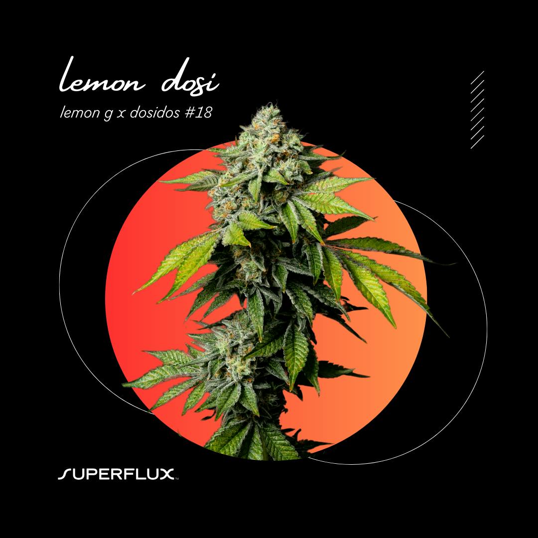 Lemon Dosi