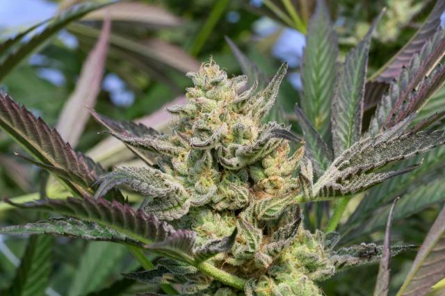 PAVE-3.5G