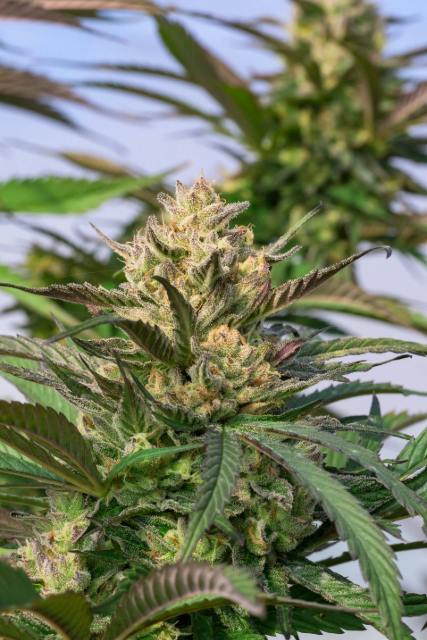 GMO ROOTBEER-3.5G