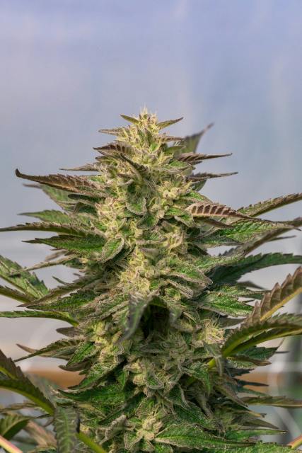 SHERBANGER-3.5G