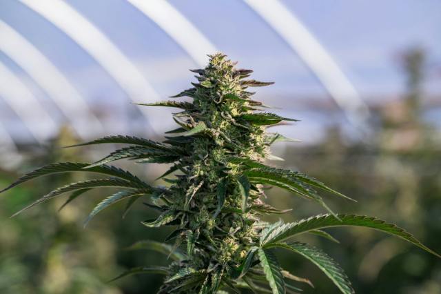 FLORIDA SH!T-3.5G