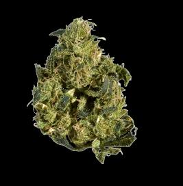 Northern Skunk 35
