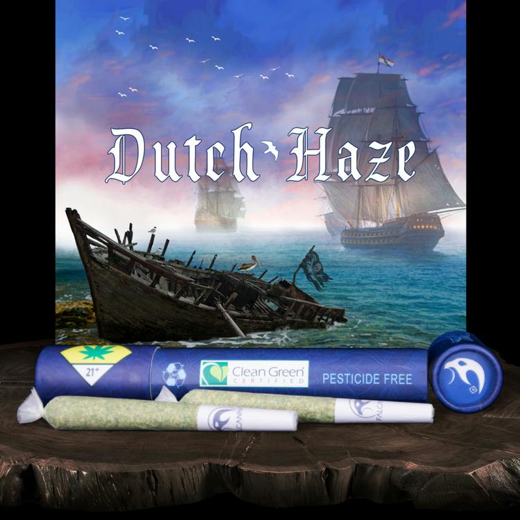Jo Dutch Haze Falcanna