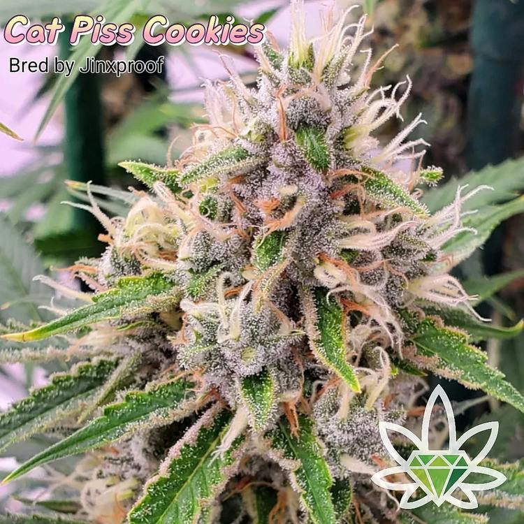 FL Cat Piss Cookies 1g High End Farms