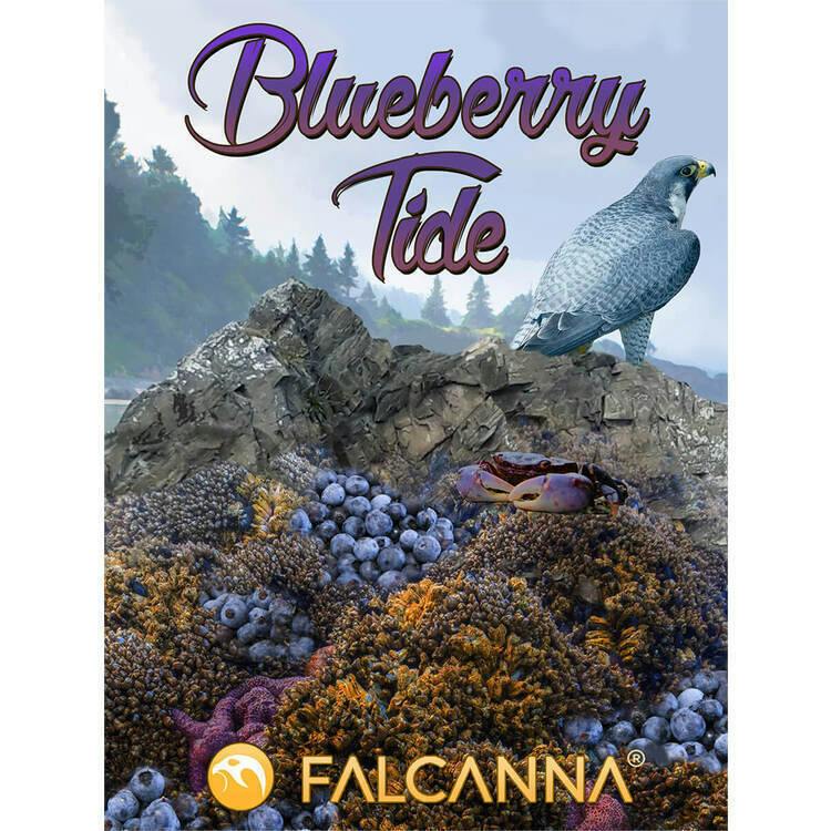 FL Blueberry Tide 1g Falcanna