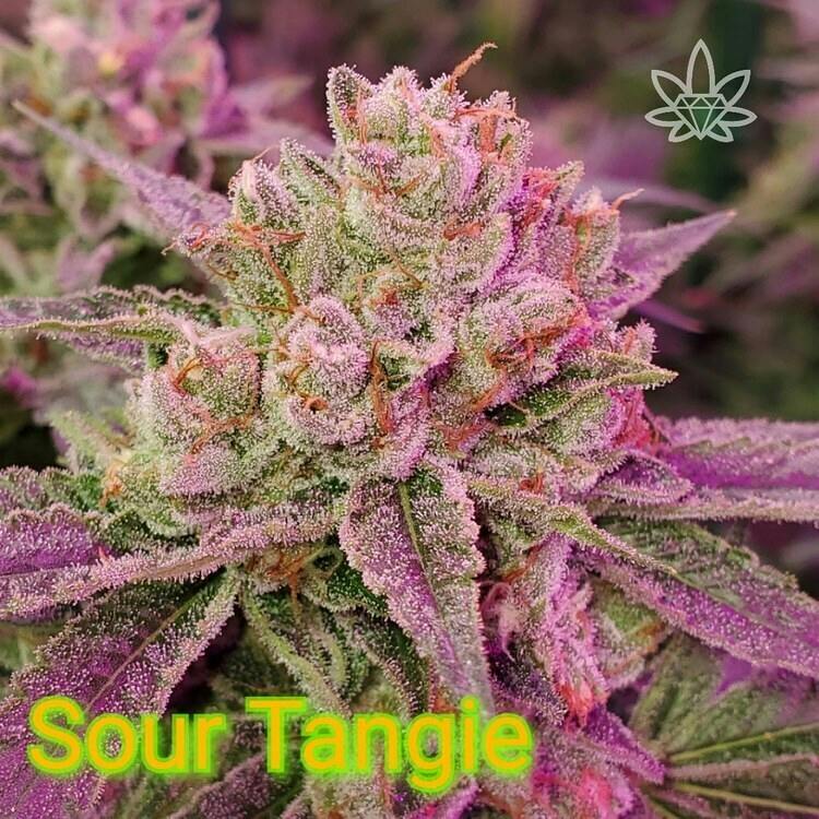 FL Sour Tangie 7g High End Farms