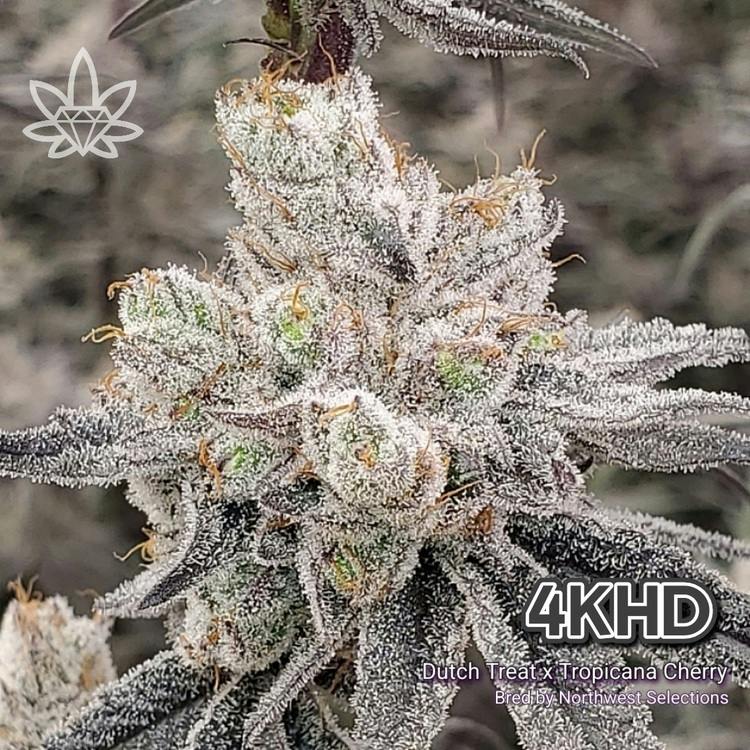 Fl 4khd High End