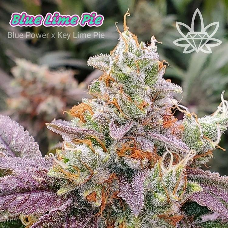 JO 2pk Blue Lime Pie 1g High End Farms