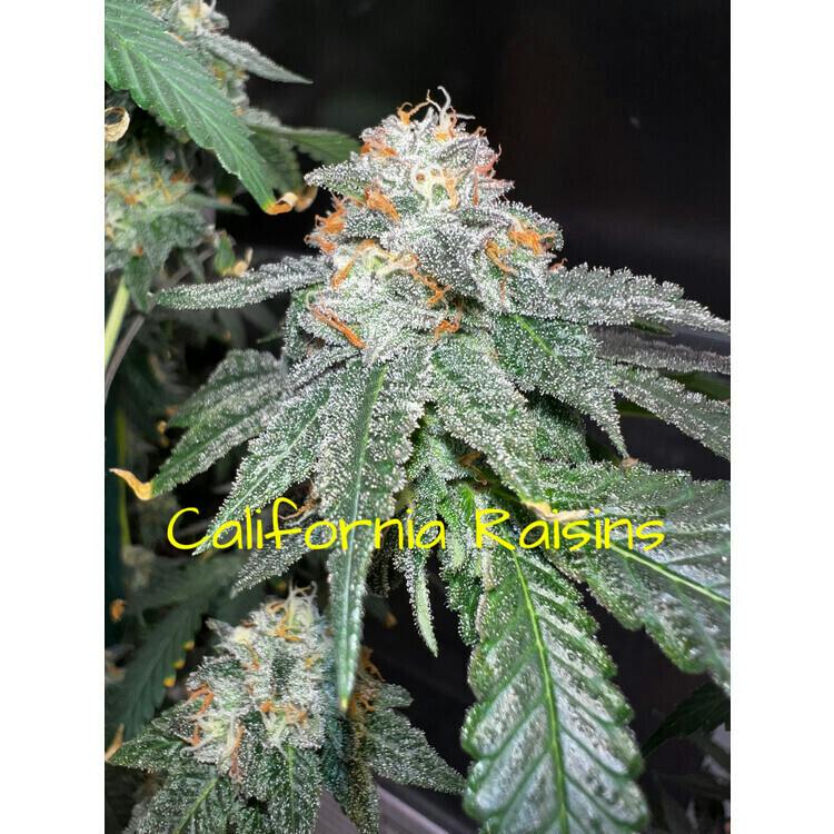 FL California Raisins 7g High End Farms
