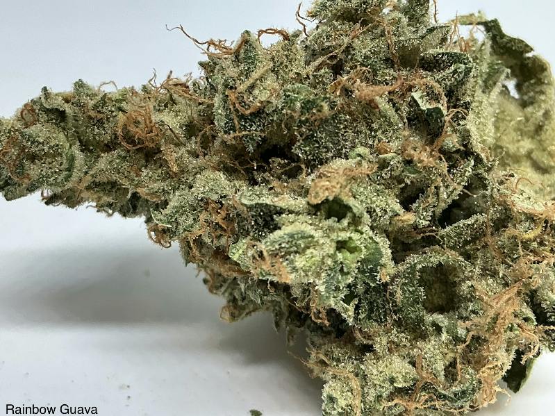 Rainbow Guava 35% by Plant Nerd