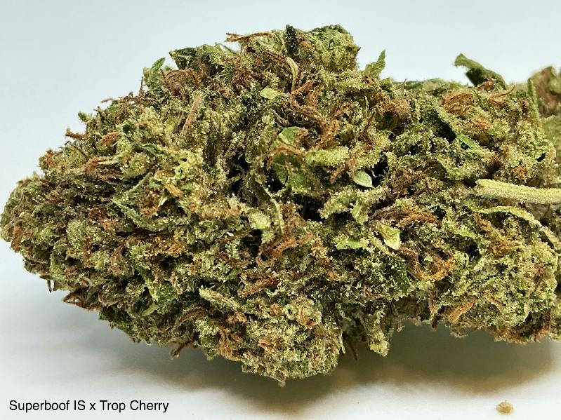 Superboof x Trop Cherry 27% by Greenco