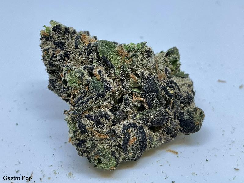Gastro Pop 32% by Orbit