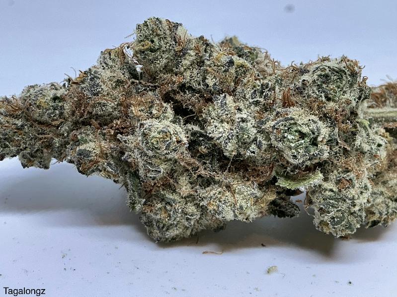 Tagalongz 27% by Candela