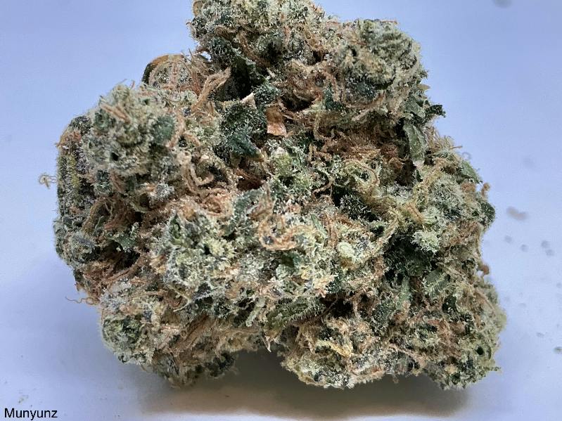 Munyunz 27% by Candela