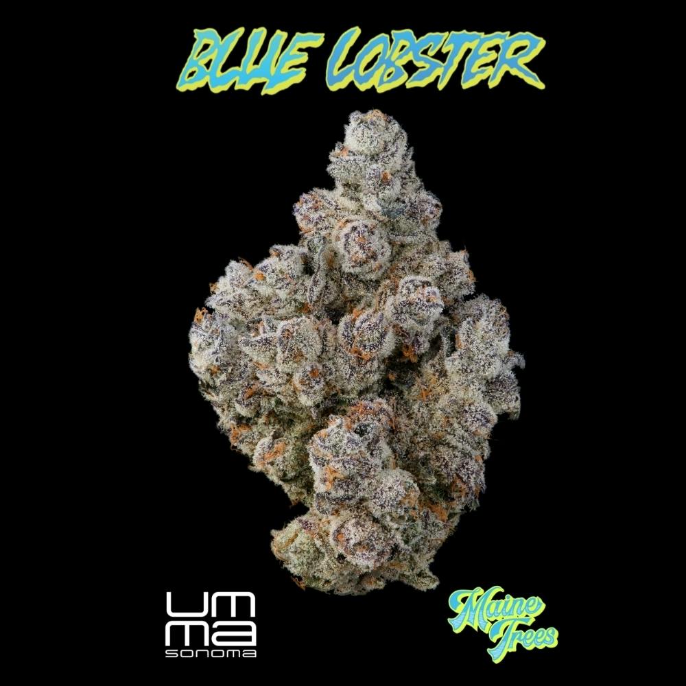 UMMA: Blue Lobster