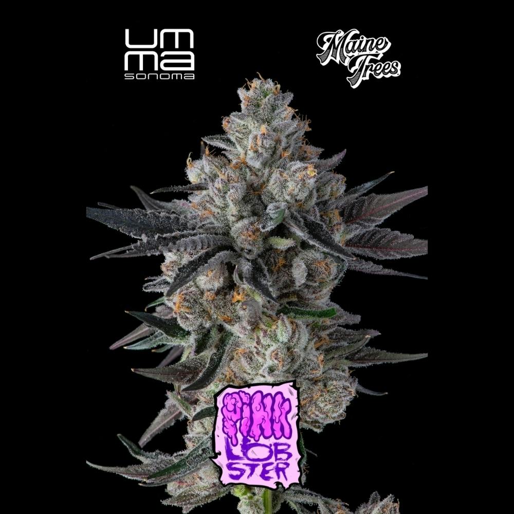 UMMA Pink Lobster: UMMA Pink Lobster (H) Flower 3.5g