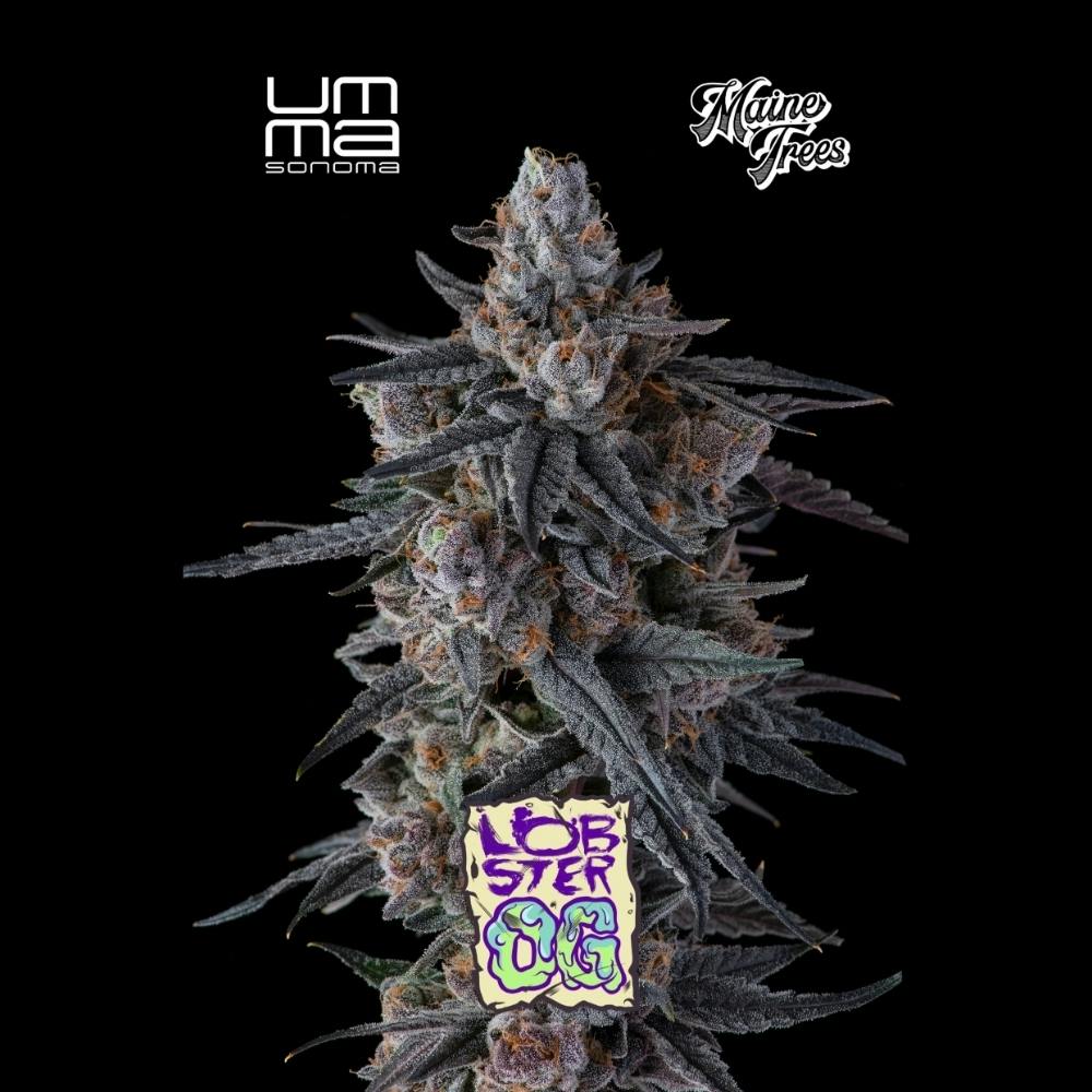UMMA Lobster OG: UMMA Lobster OG (H) Flower 3.5g