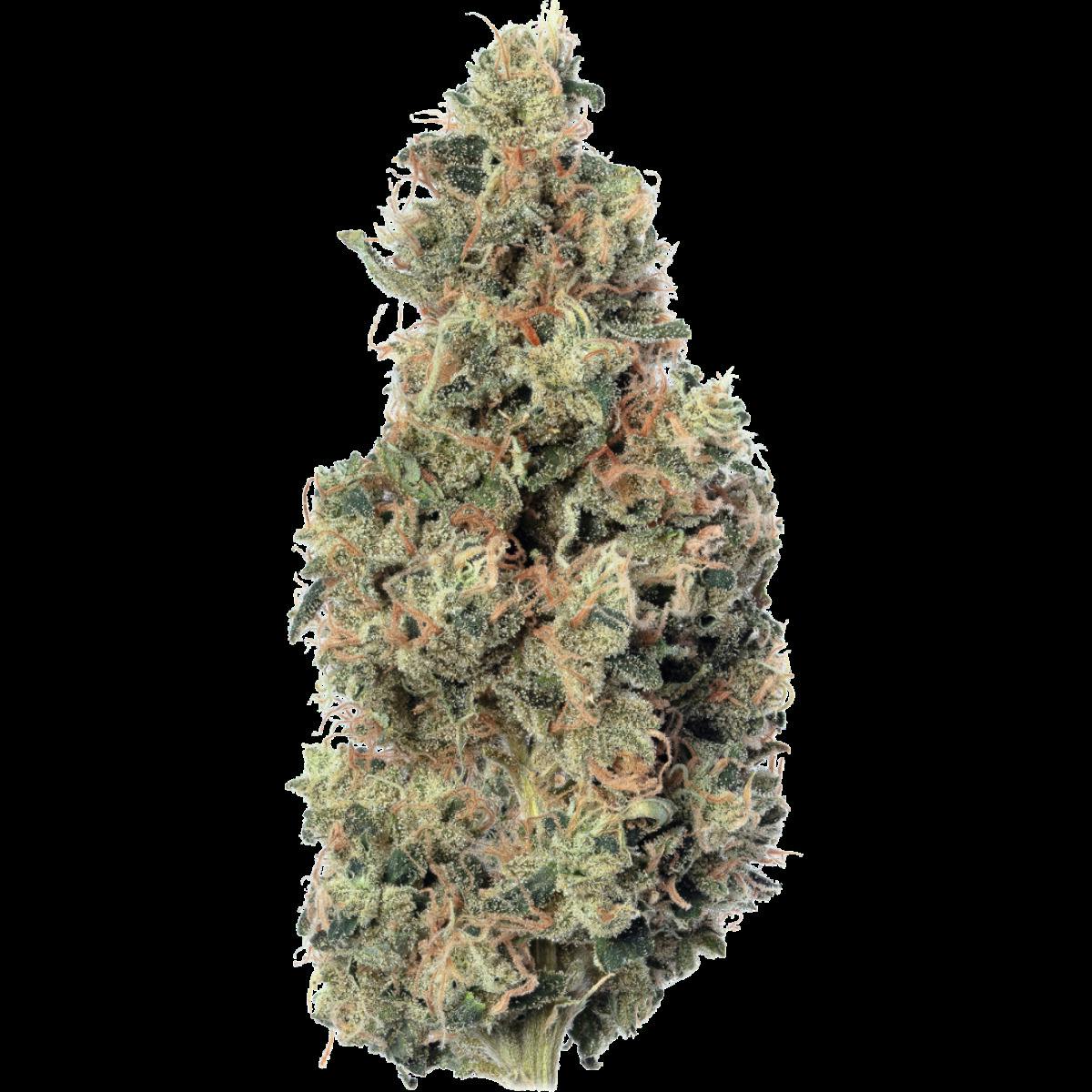 Devil's Lettuce | Tahoe OG Popcorn Flower