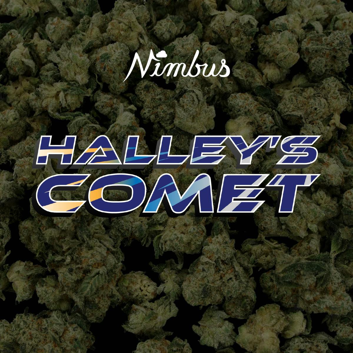 Nimbus | Halley's Comet Small Flower
