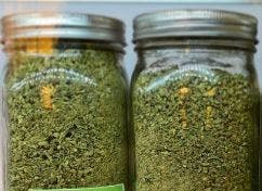 MED - Smoothie Shake