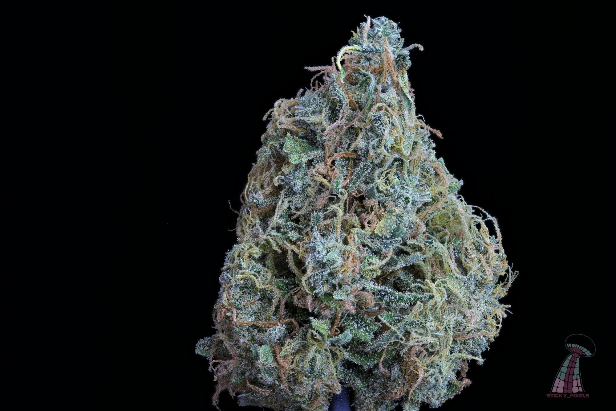 Stinky Pete - S - 7G Popcorn - Kaya