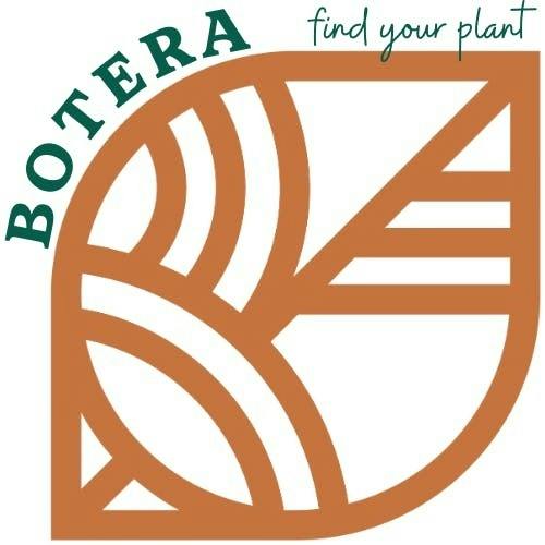 Skunk x Northern Lights x Haze (Botera) | 3.5g