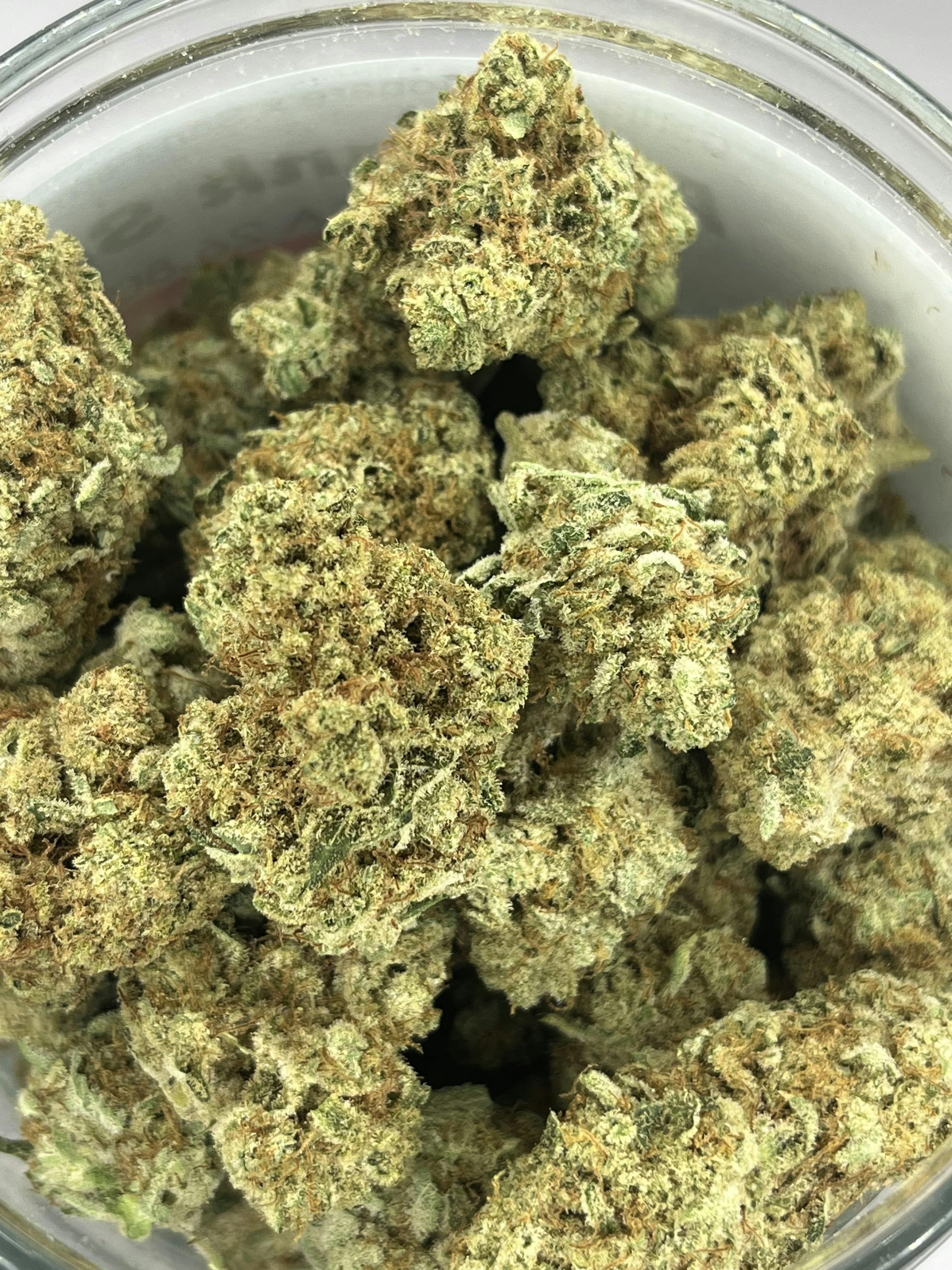 Platinum Shelf - Bananaconda (H)