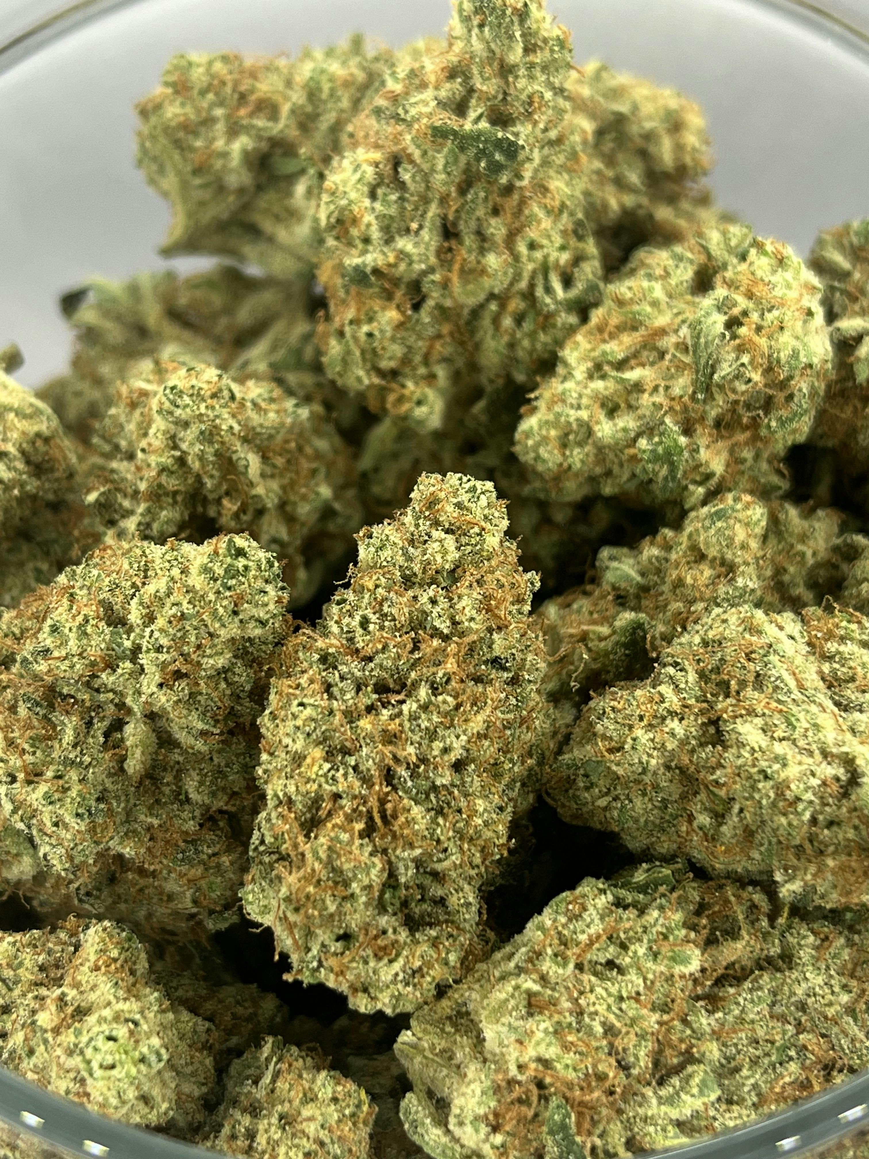 Gold Shelf - Jungle Pie (H)