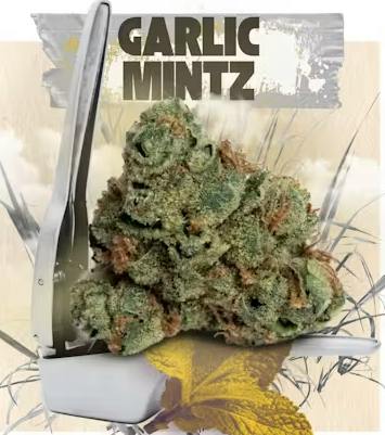 THE BLUES BROTHERS - GARLIC MINTZ - 7G FLOWER
