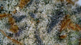 Terpoligy Platinum Yoda Deli Style Flower