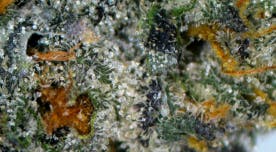 Rock Bottom Gelato 41 Deli Flower