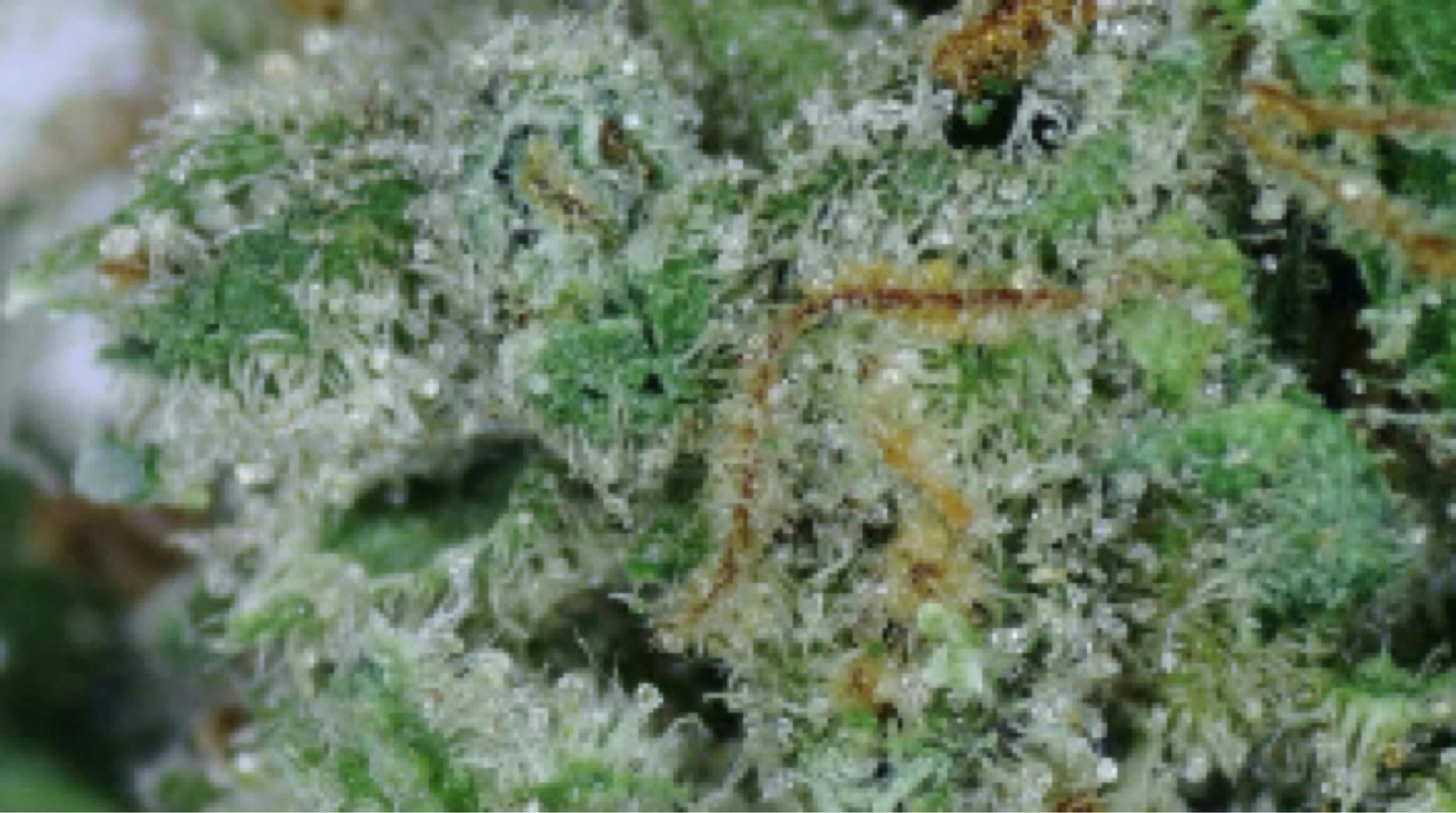 Ganja Goddess Afghan Cow Deli Flower at UURB Dispensary
