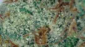 Helena Buds Strawberry Guava Deli Flower