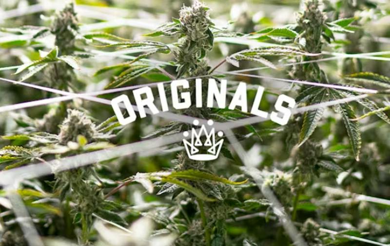 ORIGINALS - Preroll - King Louie - 1G