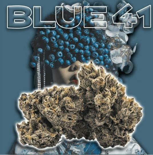 GREEN DRAGON - Flower - Blue 41 - 3.5G