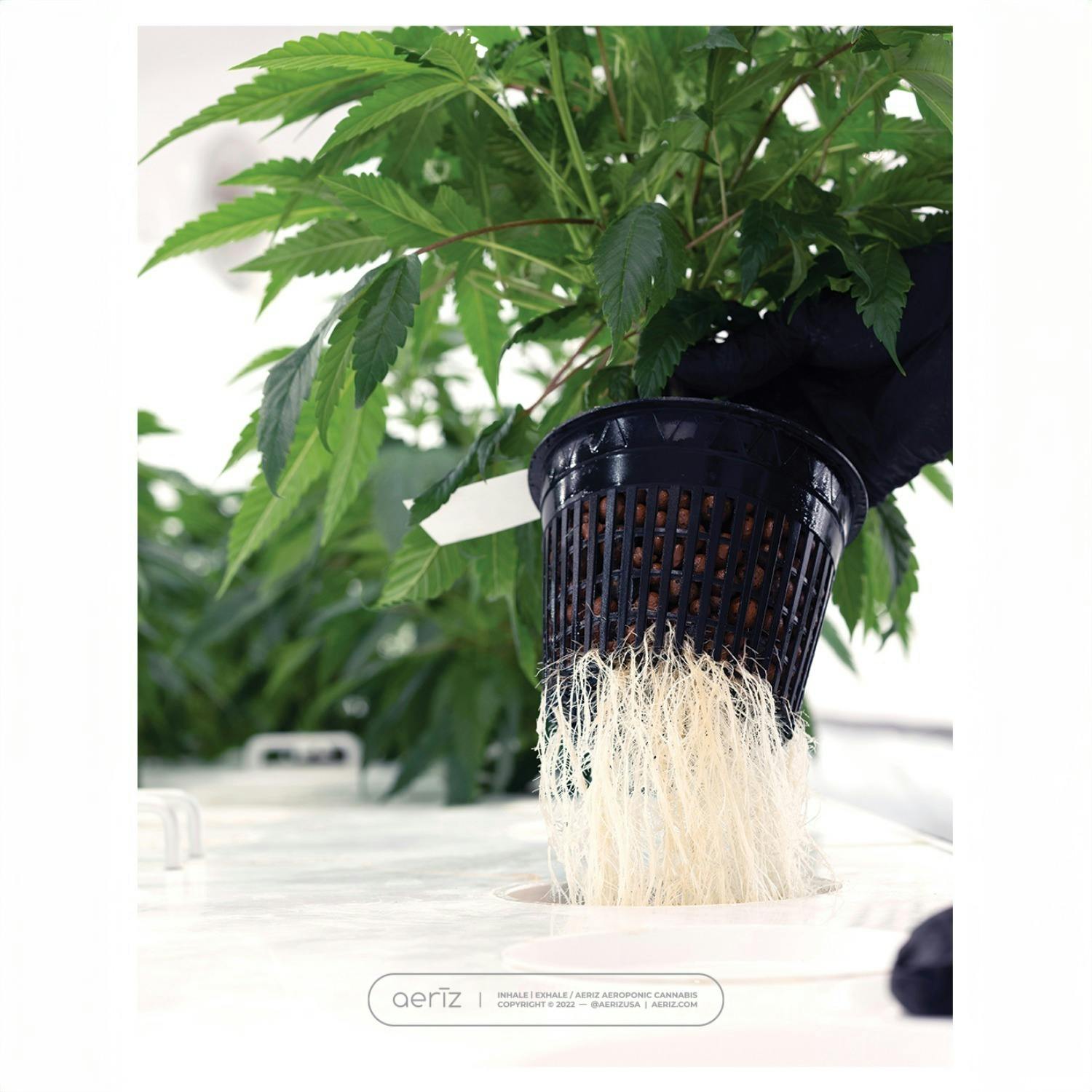 Headband Flower