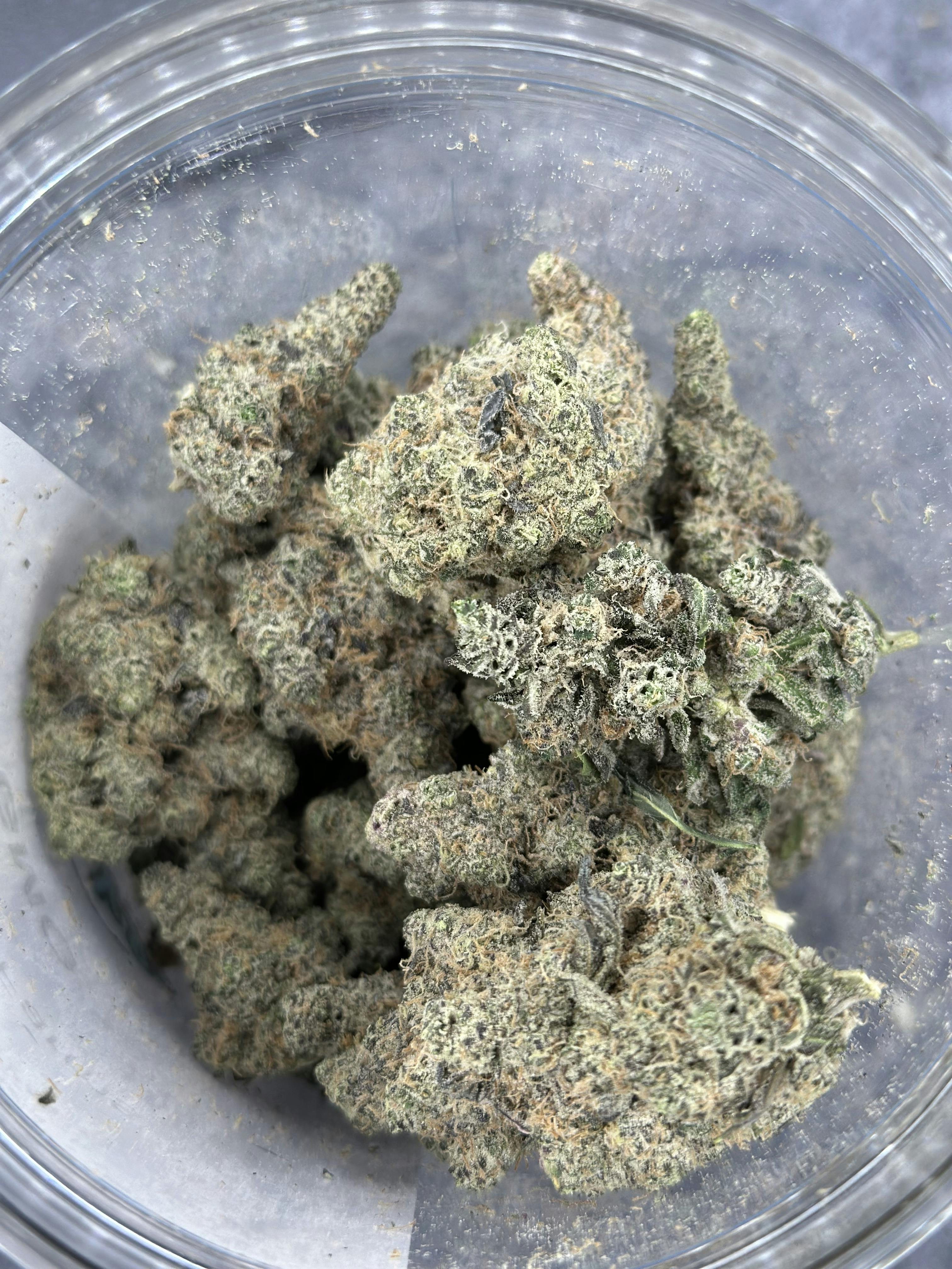 Terp Talk - GMO
