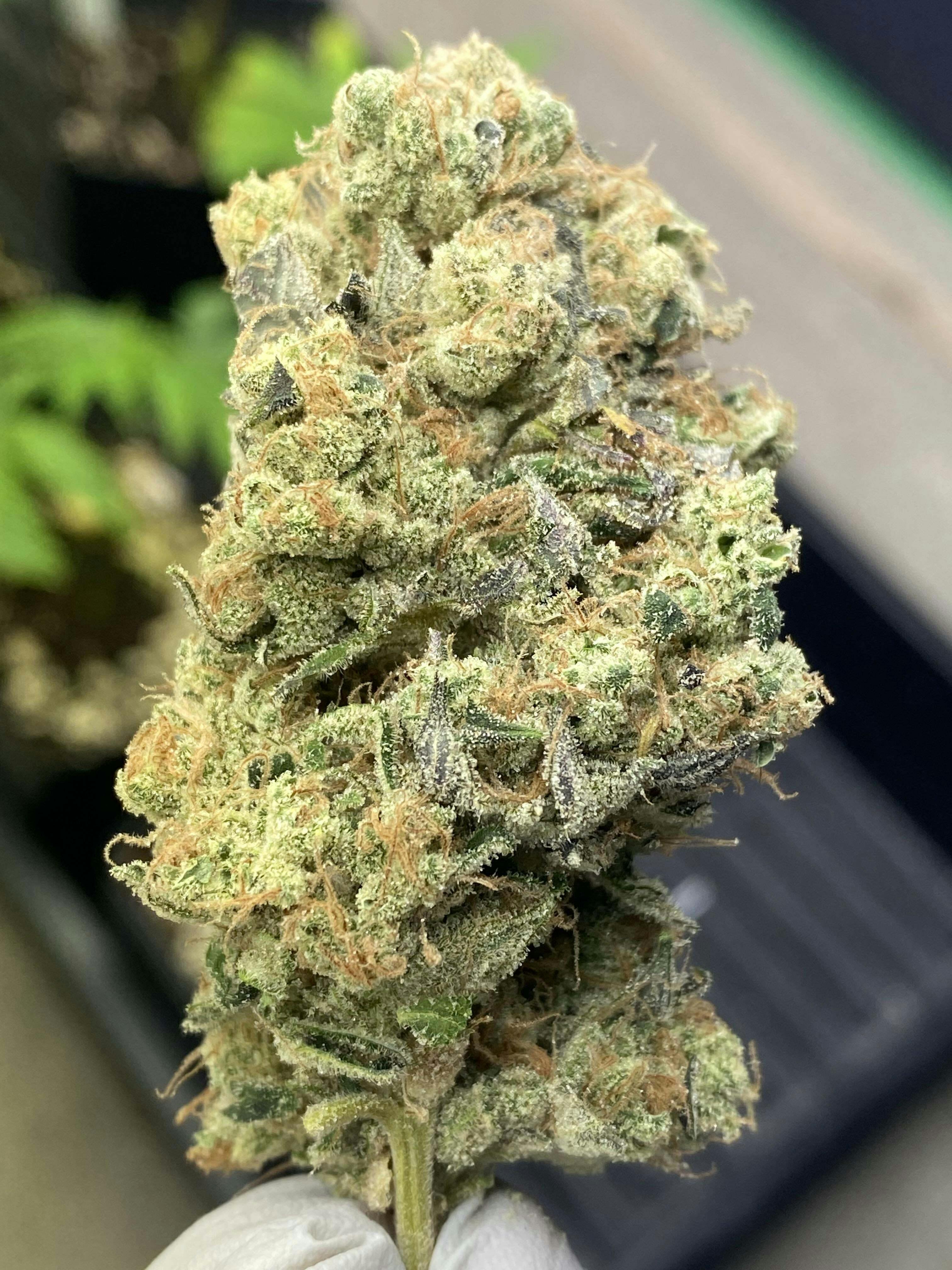 Sour Diesel Wing-wang
