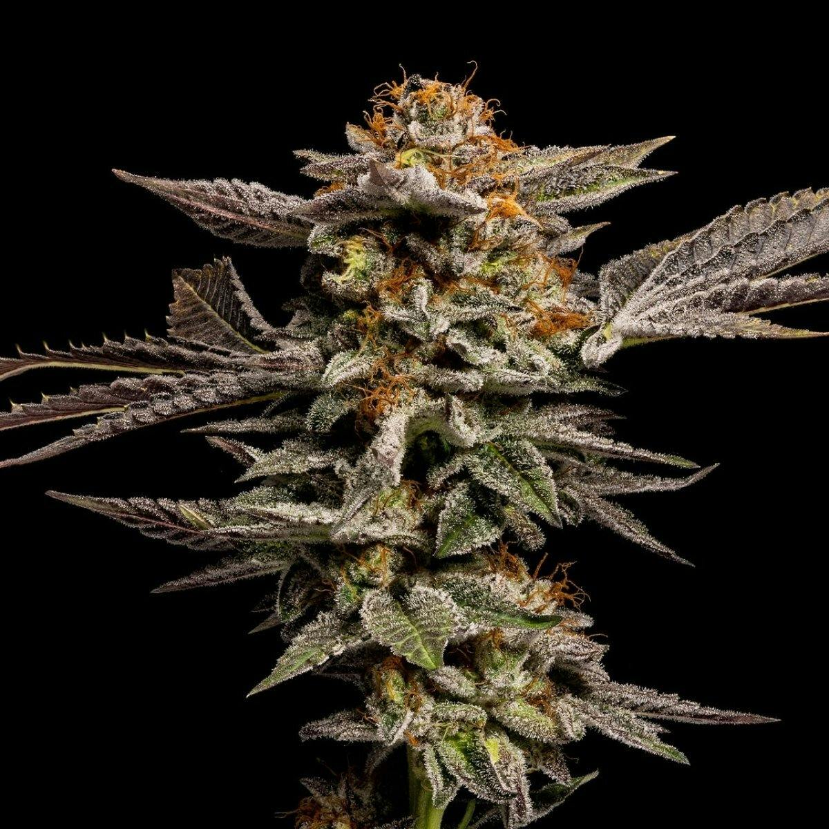 LA Kush Cake Premium