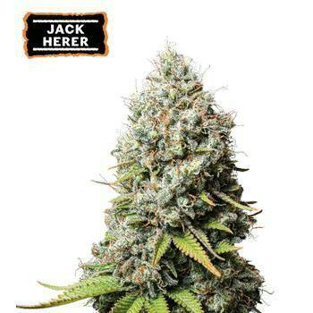 Jack Herer 1/2oz