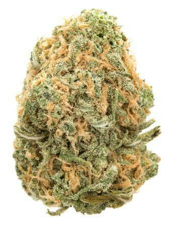 Blue Dream Puffin 7 Pack