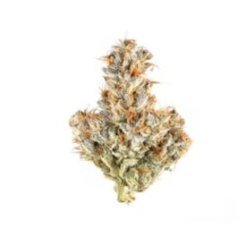 Inzane In The Membrane - Coastal Roots - Flower
