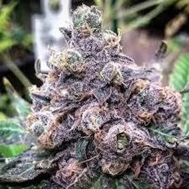 Mendo Purps X Skunk X Afghani - Mystique of Maine - Flower