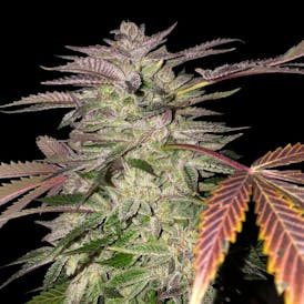 Elite Cultivation - Gelato Cake - Indica