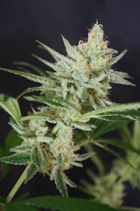 Aqua - Aloha Limone - Sativa Dominant