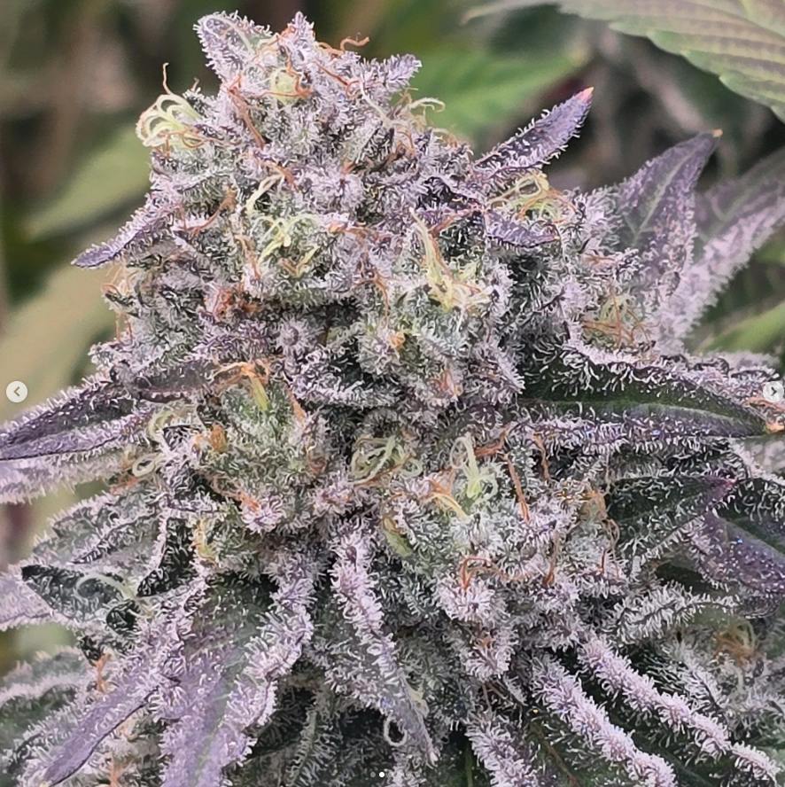 IT Cannabis | Jungle Pie | 14g