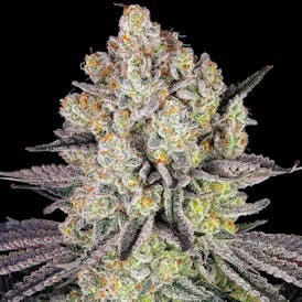 PRE PACKED Runtz 3.5g $4.20